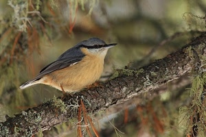 uccello, ramo, becco, piume, ali, giallo, licheni, albero, animali