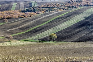 alberi, verde, campi, colline, terra, strisce, paesaggio, campagna, coltivazioni, piante, bosco, linee, collina, panorama