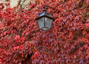 rosso, lampione, foglie, muro, rampicante, autunno, vetro, rami, vite, tanti, ferro, lampadina, porta, edera, parete
