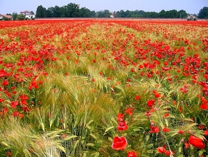 spighe, papaveri, alberi, rosso, grano, fiori, campo, verde, case, campagna, petali, casa, rossi, cielo, campi, orzo