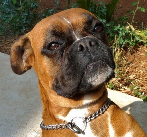 muso, cane, collare, marrone, bianco, animale, occhi, verde, erba, bocca, orecchie, animali, piante, nero, foglie, testa, boxer, catena