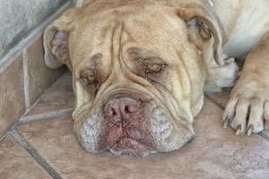 cane, occhi, muso, naso, orecchie, zampa, unghie, triste, zampe, pieghe, tartufo, espressione, sdraiato, pavimento, animale