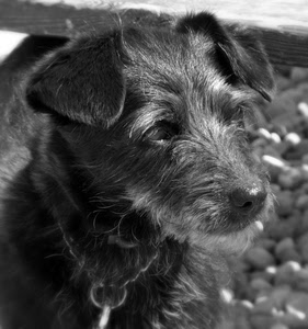 cane, pelo, bianconero, orecchie, animale, muso, occhi, nero, catena, collare, orecchi, peli, cucciolo, naso, guinzaglio