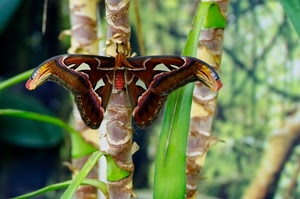 farfalla, verde, ali, foglie, marrone, insetto, piante, rami, antenne, animale, colori, canne