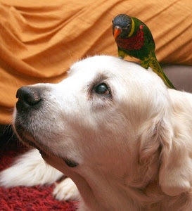cane, pappagallo, animali, muso, uccello, occhi, bianco, occhio