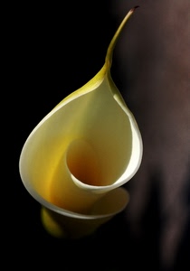 fiore, bianco, calla, spirale, giallo, sfocato, curve, nero, natura, petali, macro, punta